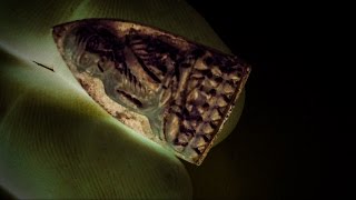 Pra Luang Phu Tuad Yiab Nam Tale Jerd 100 Pi Sangkaracha Memorial Edition Amulets